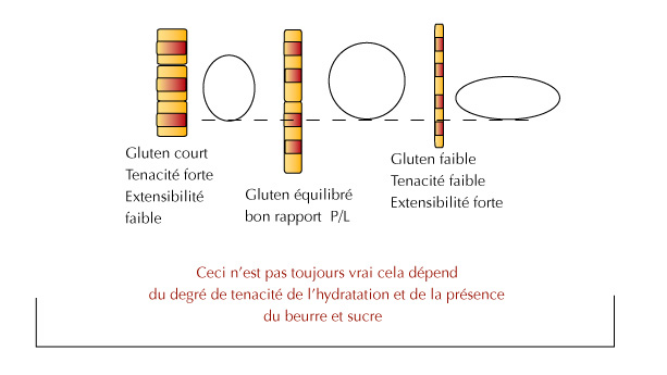 Gluten / Volume